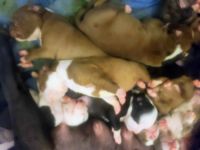American Pit Bull Terrier Puppies for sale in Spanaway, WA, USA. price: NA