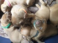 American Pit Bull Terrier Puppies for sale in Somerset, KY, USA. price: NA