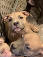 American Pit Bull Terrier Puppies for sale in Port Huron, MI, USA. price: NA