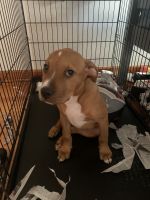 American Pit Bull Terrier Puppies for sale in 154 Bascom Dr, St. Louis, MO 63135, USA. price: NA