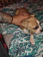 American Pit Bull Terrier Puppies for sale in Kissimmee, FL 34741, USA. price: NA