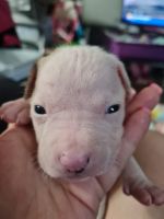 American Pit Bull Terrier Puppies for sale in Ligonier, IN 46767, USA. price: NA