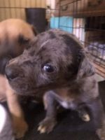 American Pit Bull Terrier Puppies for sale in McDonough, GA 30253, USA. price: NA