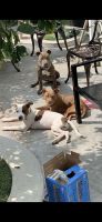 American Pit Bull Terrier Puppies for sale in Lake View Terrace, CA 91342, USA. price: NA