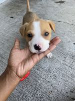 American Pit Bull Terrier Puppies for sale in Houston, TX, USA. price: NA