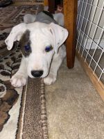 American Pit Bull Terrier Puppies for sale in Denver, CO, USA. price: NA