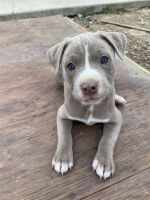 American Pit Bull Terrier Puppies for sale in Murrieta, CA, USA. price: NA