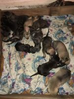 American Pit Bull Terrier Puppies for sale in Gastonia, NC, USA. price: NA