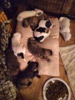 American Pit Bull Terrier Puppies for sale in Athena, OR 97813, USA. price: NA