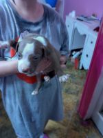 American Pit Bull Terrier Puppies for sale in Molena, GA 30258, USA. price: NA