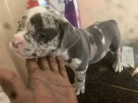 American Pit Bull Terrier Puppies for sale in Orlando, FL, USA. price: NA