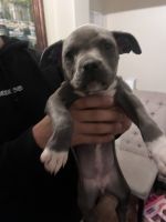 American Pit Bull Terrier Puppies Photos