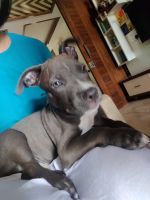 American Pit Bull Terrier Puppies for sale in Shahdara, Delhi, India. price: 6000 INR