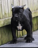American Pit Bull Terrier Puppies for sale in New Bedford, MA, USA. price: NA