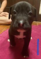 American Pit Bull Terrier Puppies for sale in Zanesville, OH 43701, USA. price: NA