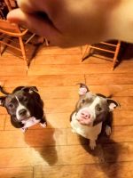 American Pit Bull Terrier Puppies for sale in Zanesville, OH 43701, USA. price: NA