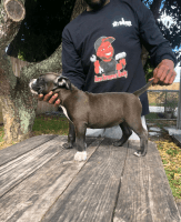 American Pit Bull Terrier Puppies for sale in Miami, FL, USA. price: NA