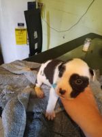 American Pit Bull Terrier Puppies for sale in W Stage Coach Trail, North Carolina, USA. price: NA