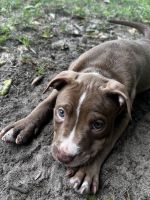 American Pit Bull Terrier Puppies for sale in Havana, FL 32333, USA. price: NA