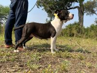 American Pit Bull Terrier Puppies for sale in Aurangabad, Maharashtra, India. price: 30000 INR