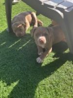 American Pit Bull Terrier Puppies for sale in Sacramento, CA, USA. price: NA