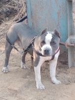American Pit Bull Terrier Puppies for sale in Jhinjhar Village, Haryana 127307, India. price: 20000 INR