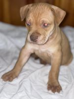 American Pit Bull Terrier Puppies for sale in 205 Maplewood St, Oxford, NC 27565, USA. price: NA