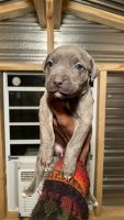 American Pit Bull Terrier Puppies for sale in Mobile, AL, USA. price: NA