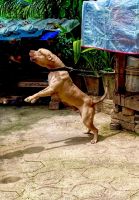 American Pit Bull Terrier Puppies for sale in Malayinkeezh, Kerala, India. price: 18000 INR
