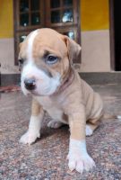 American Pit Bull Terrier Puppies for sale in Thiruvananthapuram, Kerala, India. price: 29000 INR