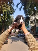 American Pit Bull Terrier Puppies for sale in Sector Alpha II, Greater Noida, Uttar Pradesh, India. price: 6000 INR
