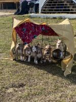 American Pit Bull Terrier Puppies for sale in Eustis, FL, USA. price: NA