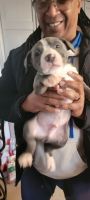 American Pit Bull Terrier Puppies for sale in Erial, NJ 08081, USA. price: NA