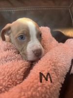 American Pit Bull Terrier Puppies for sale in Douglas, WY 82633, USA. price: NA