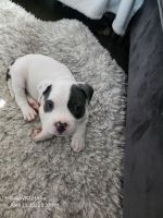 American Pit Bull Terrier Puppies for sale in Oakland, CA, USA. price: $1,500