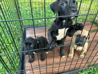 American Pit Bull Terrier Puppies for sale in Montgomery, AL 36109, USA. price: $400