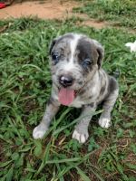 American Pit Bull Terrier Puppies for sale in Griffin, GA, USA. price: $350