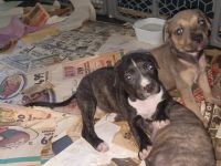 American Pit Bull Terrier Puppies for sale in St. Petersburg, FL, USA. price: $200