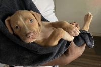 American Pit Bull Terrier Puppies for sale in Birmingham, AL, USA. price: $300