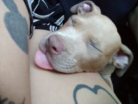 American Pit Bull Terrier Puppies for sale in Tampa, FL, USA. price: $500