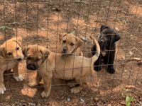 American Pit Bull Terrier Puppies for sale in Louisburg, NC 27549, USA. price: $200