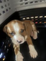 American Pit Bull Terrier Puppies for sale in Chicago, IL, USA. price: $500