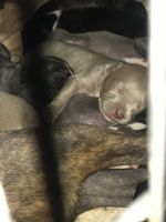 American Pit Bull Terrier Puppies for sale in Griffin, GA, USA. price: $500
