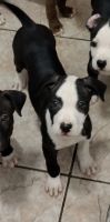 American Pit Bull Terrier Puppies for sale in Phoenix, AZ, USA. price: $400