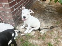 American Pit Bull Terrier Puppies for sale in Dudley, NC 28333, USA. price: $300
