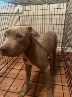 American Pit Bull Terrier Puppies for sale in Douglasville, GA, USA. price: $400