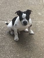 American Pit Bull Terrier Puppies for sale in Houston, TX, USA. price: $500