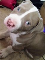 American Pit Bull Terrier Puppies for sale in Cape Coral, FL 33991, USA. price: $500