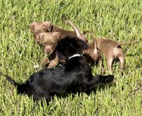 American Pit Bull Terrier Puppies for sale in Orlando, FL, USA. price: $600