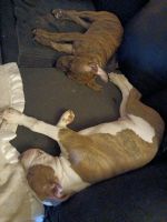 American Pit Bull Terrier Puppies for sale in Toledo, OH, USA. price: $150